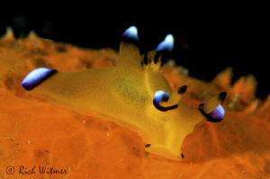 Pikachu (thecacera pacifica) in Bali.  D300/Inon Strobes/... by Richard Witmer 